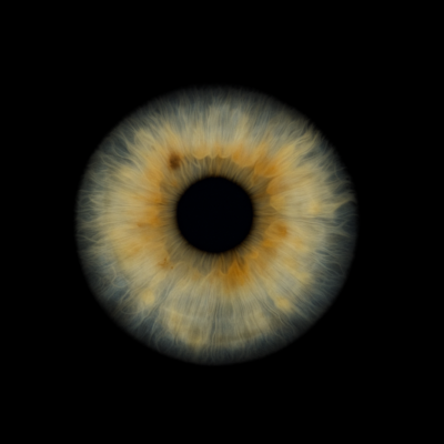 Burgess Iris Website 2 Burgess Iris Website 2