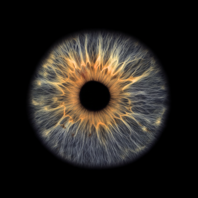 T Sherman Iris IG + Website T Sherman Iris IG + Website