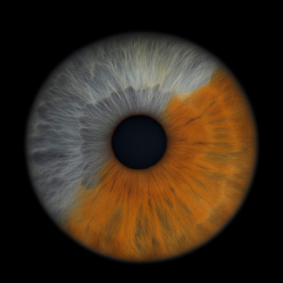 Walsh Iris No Watermark